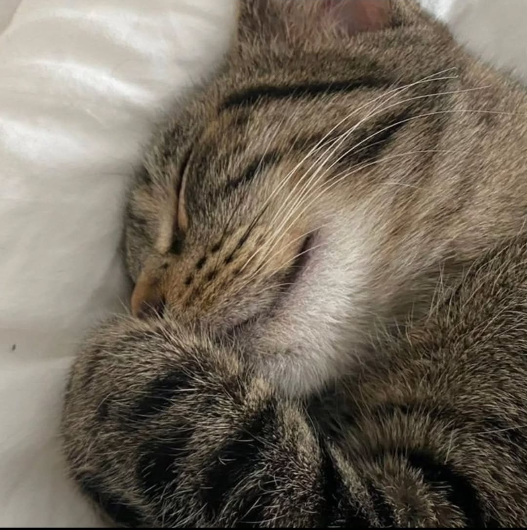 Waffle Pets - Évora - Katzensitter