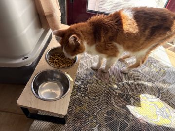 Rafaela.petsitter - Vila Franca de Xira - Hundepension