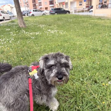 Rafaela.petsitter - Vila Franca de Xira - Hundepension