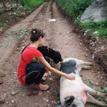 serviços de cuidados a crianças, animais, casa - Aveiro - Limpieza del hogar (recurrente)