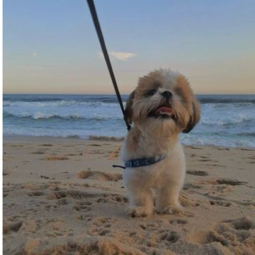 Jainne González - Sintra - Dog Sitting