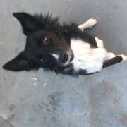 Graziela Preisegalavicius - Gondomar - House Sitting