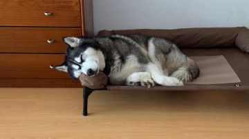 Dog Sitting
