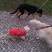 All for pets Tudo pelos donos - Lisboa - Dog Walking