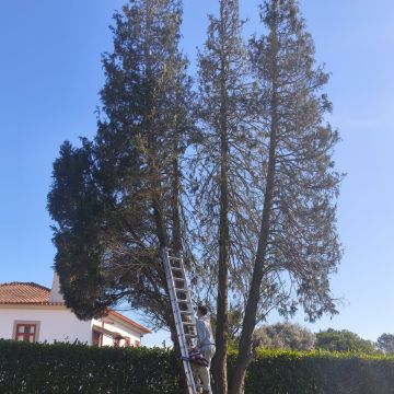 Rui - Vila do Conde - Gartenarbeiten