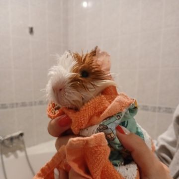 Waffle Pets - Évora - Haustierbetreuung
