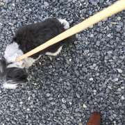Graziela Preisegalavicius - Gondomar - Windows Cleaning