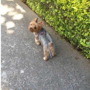 Jainne González - Sintra - Dog Walking
