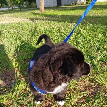 Waffle Pets - Évora - Pet Sitting
