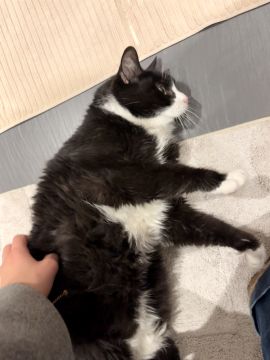 Rafaela.petsitter - Vila Franca de Xira - Pet Sitting