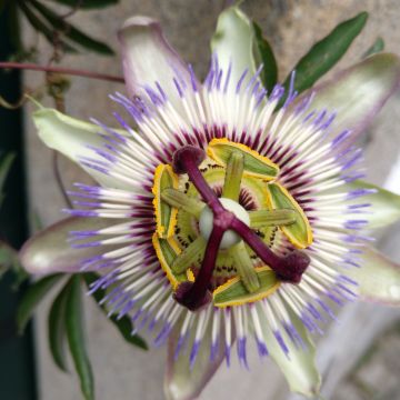 Mário Gonçalves - Naturopatia - Alcobaça - Medicinas Alternativas