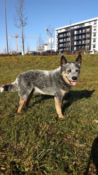 Hotel para Cães