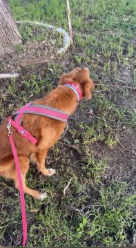 Rafaela.petsitter - Vila Franca de Xira - Hundeausführung