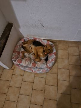 Hotel para Cães