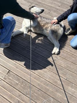 Dog Sitter