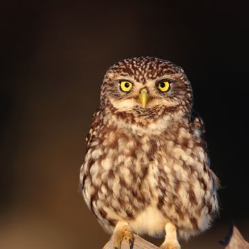 Carminho - Tavira - Explicações de Biologia