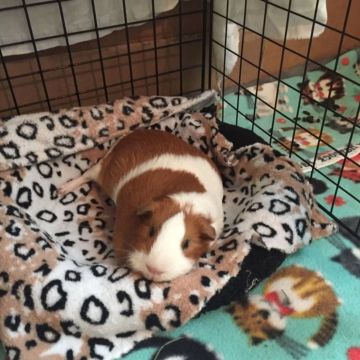 Waffle Pets - Évora - Haustierpflege