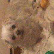 Graziela Preisegalavicius - Gondomar - Dog Hotel
