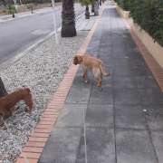 Catarina Afonso - Murtosa - Dog Walking
