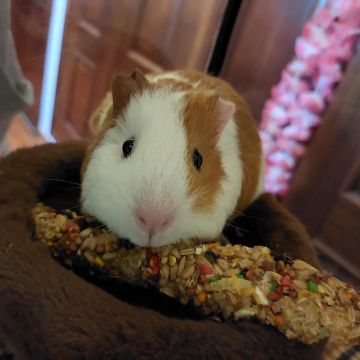 Waffle Pets - Évora - Hundeausführung