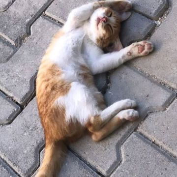 Waffle Pets - Évora - Haustiere - Pflege