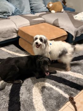 Rafaela.petsitter - Vila Franca de Xira - Haustiere - Pflege
