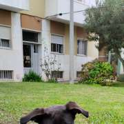 All for pets Tudo pelos donos - Lisboa - Banhos e Tosquias para Animais