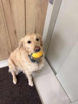 Rafaela.petsitter - Vila Franca de Xira - Katzensitter