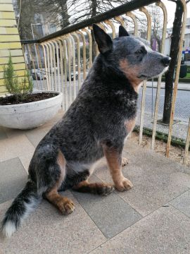 Hotel para Cães - Animais