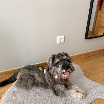 Rafaela.petsitter - Vila Franca de Xira - Katzensitter