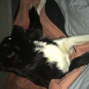 Graziela Preisegalavicius - Gondomar - Baths and Grooming for Animals