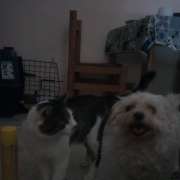 Graziela Preisegalavicius - Gondomar - Cat Sitting