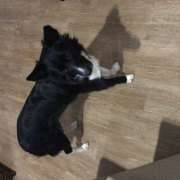 Graziela Preisegalavicius - Gondomar - Dog Walking