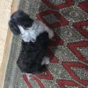 Graziela Preisegalavicius - Gondomar - Commercial Cleaning