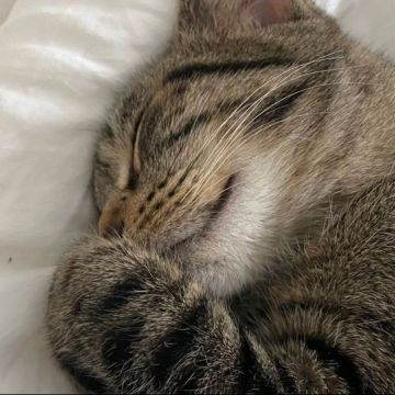 Waffle Pets - Évora - Katzensitter