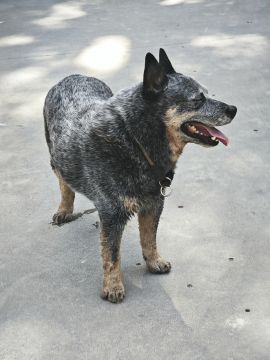 Hotel para Cães