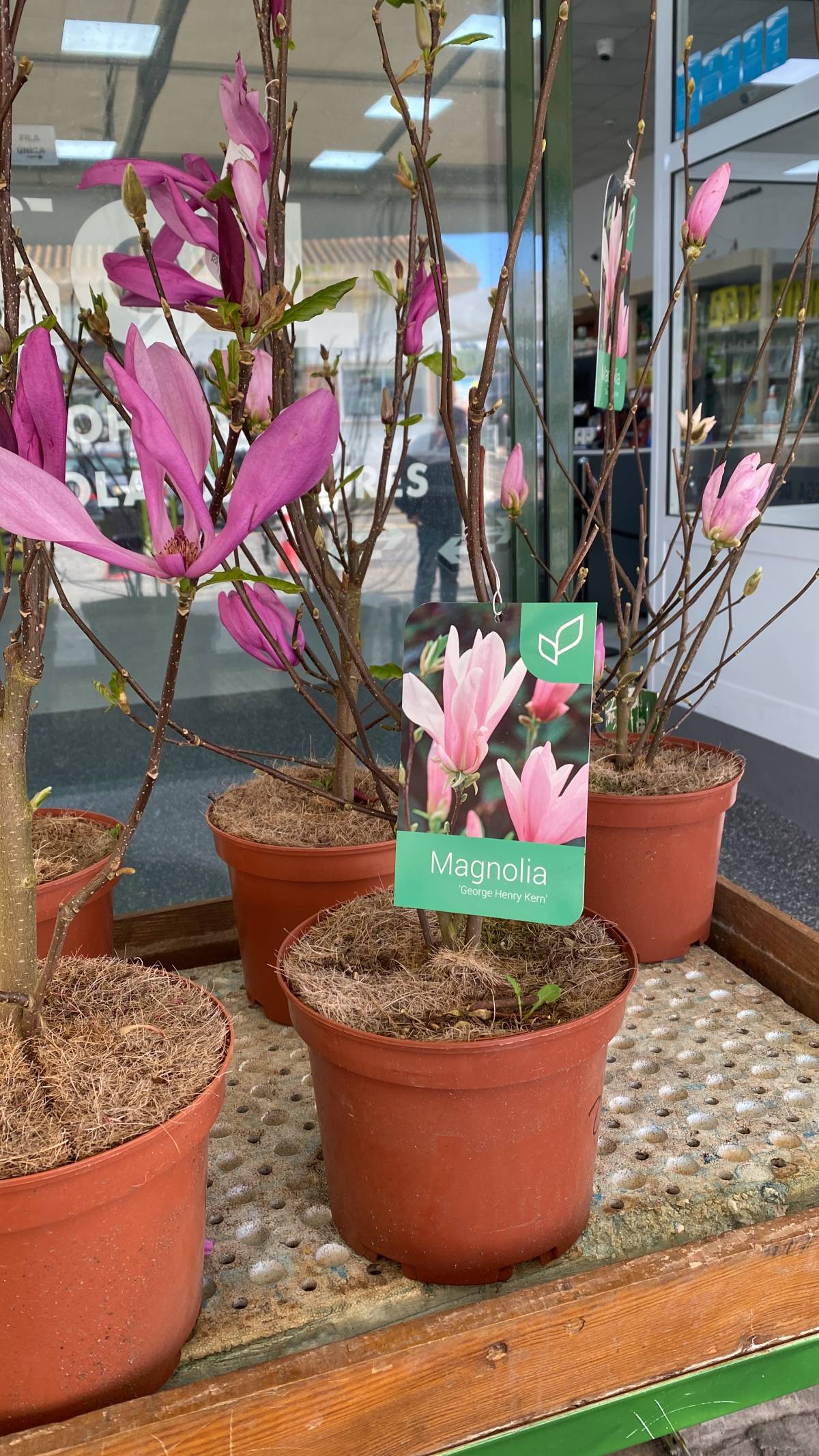 Terra e Folha Jardinagem - Loures - Remoção de Tronco de Árvore