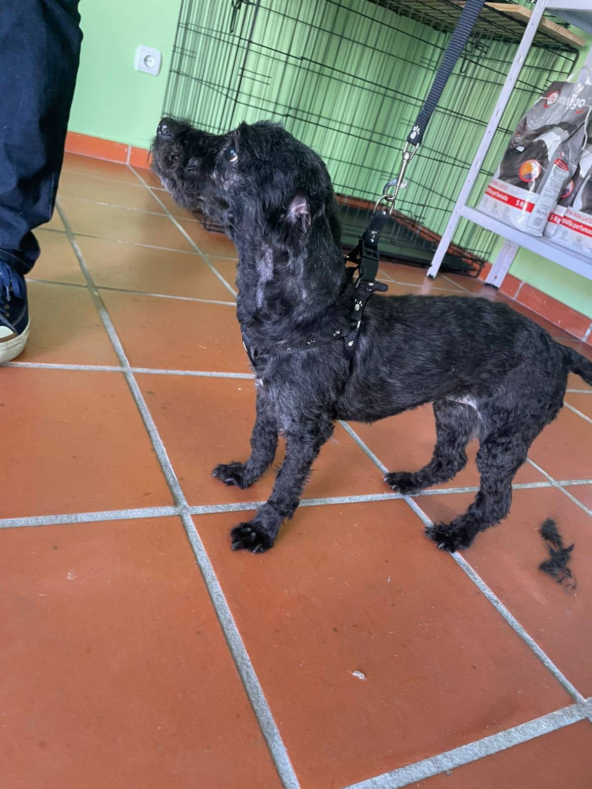 Anabela - Sintra - Dog Hotel