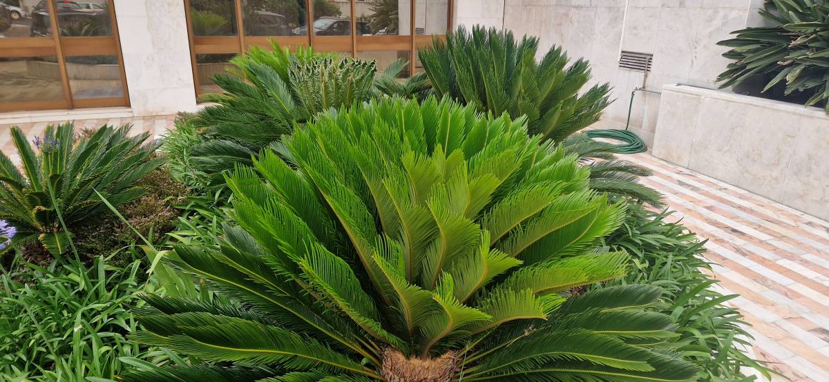 Dom Jardinagem - Loures - Jardinagem