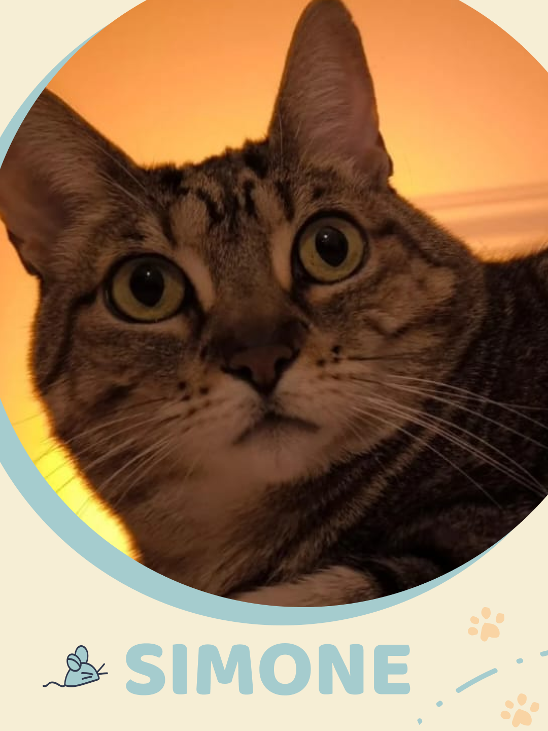 Amigos do Chewie Petsitting - Daniela - Sintra - Pet Sitting