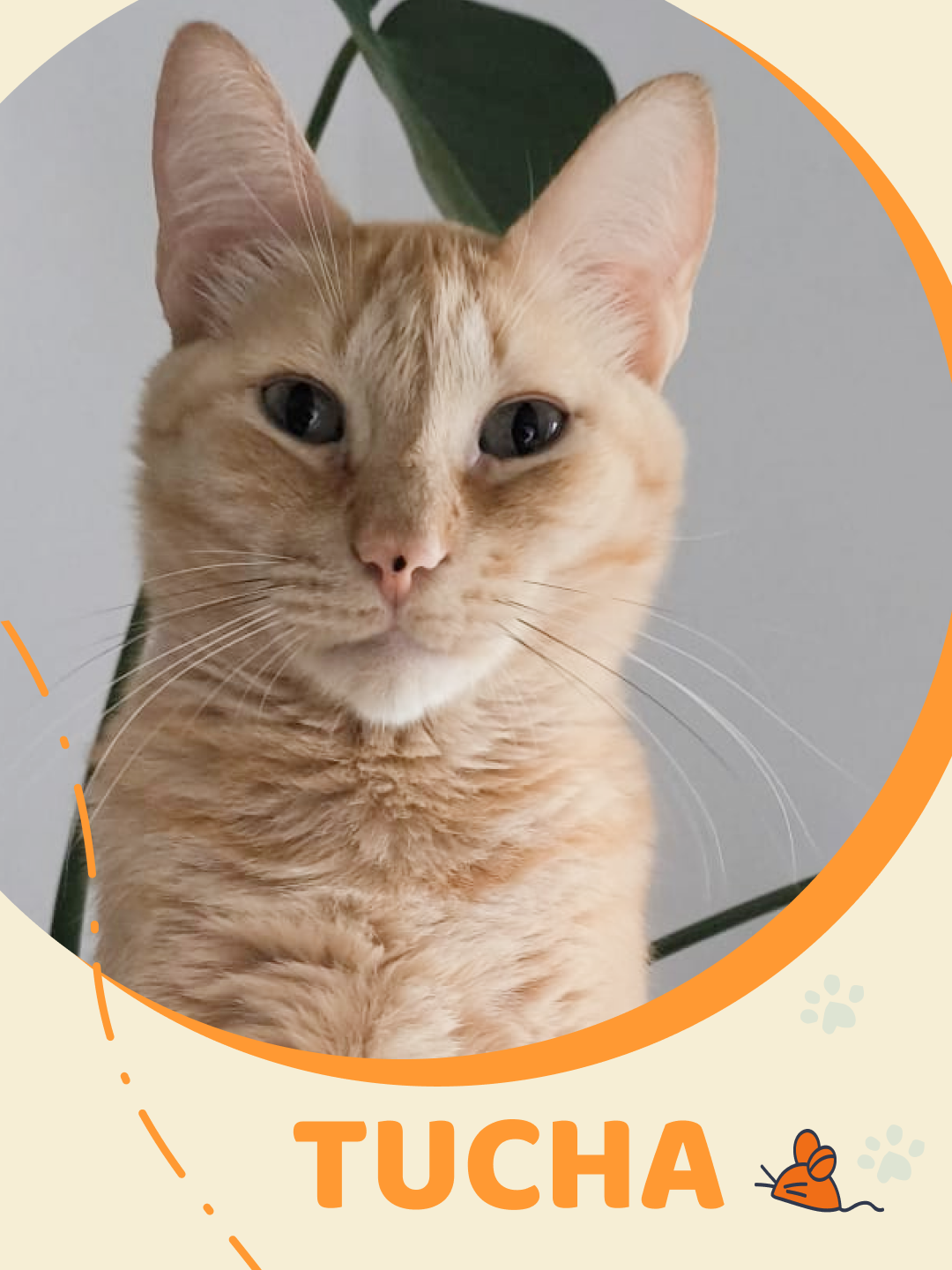 Amigos do Chewie Petsitting - Daniela - Sintra - Hundesitter