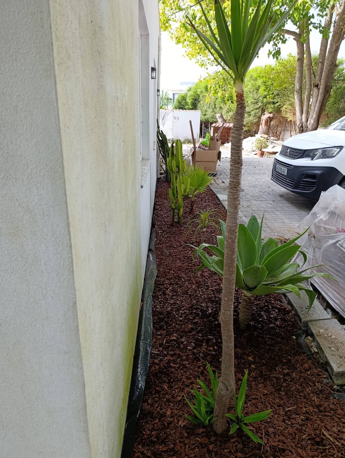 S&F Jardinagem 🌱🌿 - Torres Vedras - Plantación de árboles