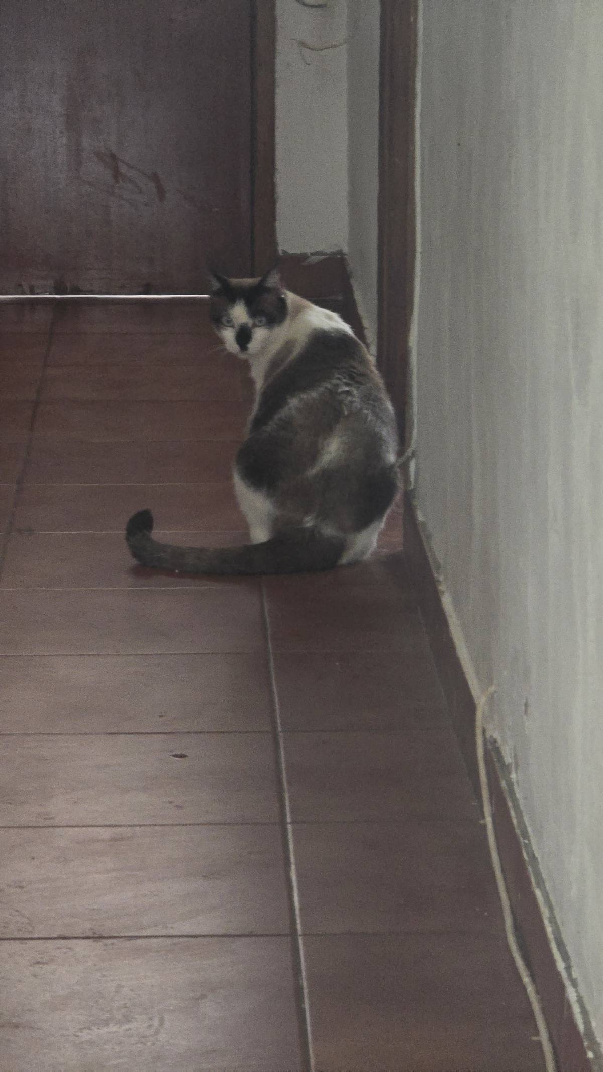 Isabel Ferreira Fidalgo - Beja - Property Cleanup