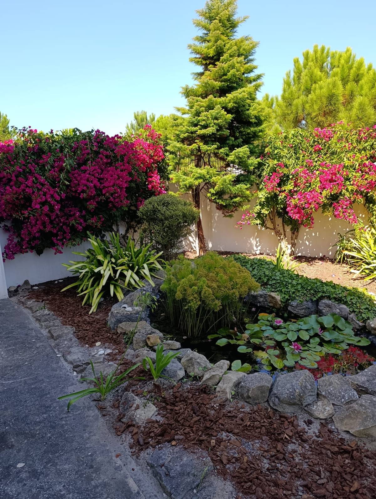 S&F Jardinagem 🌱🌿 - Torres Vedras - Eliminación de arbustos