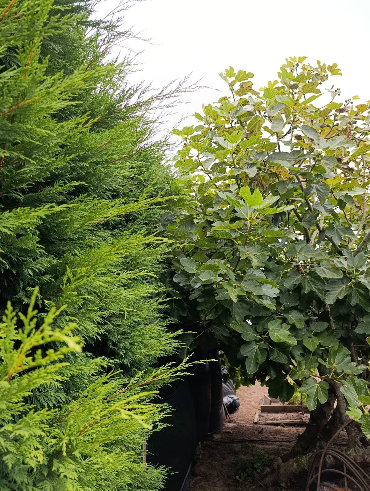 S&F Jardinagem 🌱🌿 - Torres Vedras - Poda y mantenimiento de árboles