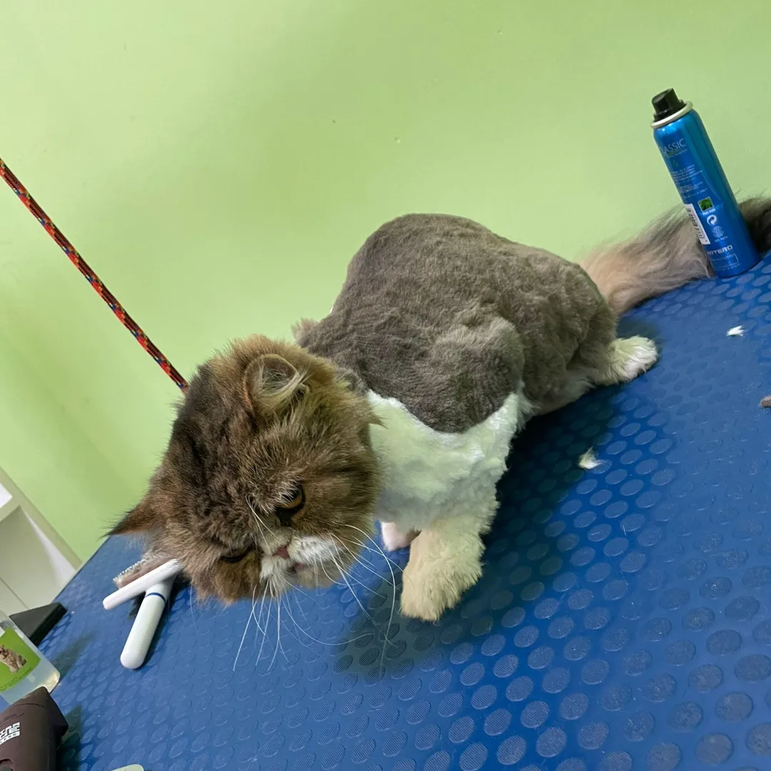 Anabela - Sintra - Pet Boarding and Daycare