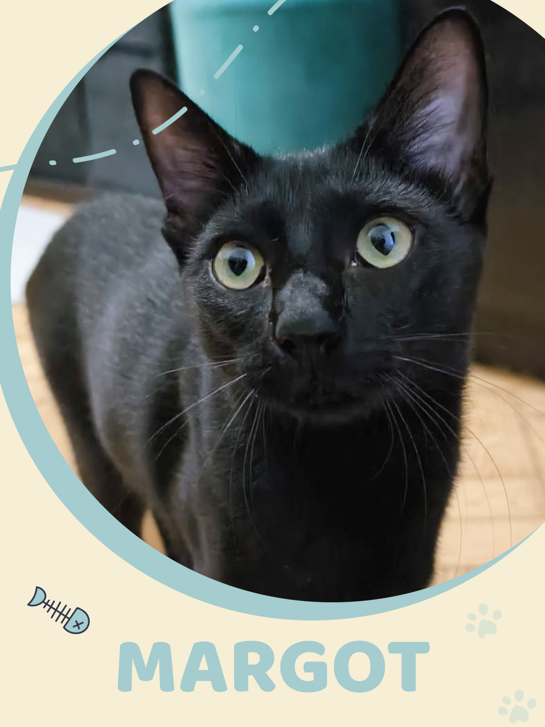 Amigos do Chewie Petsitting - Daniela - Sintra - Katzensitter