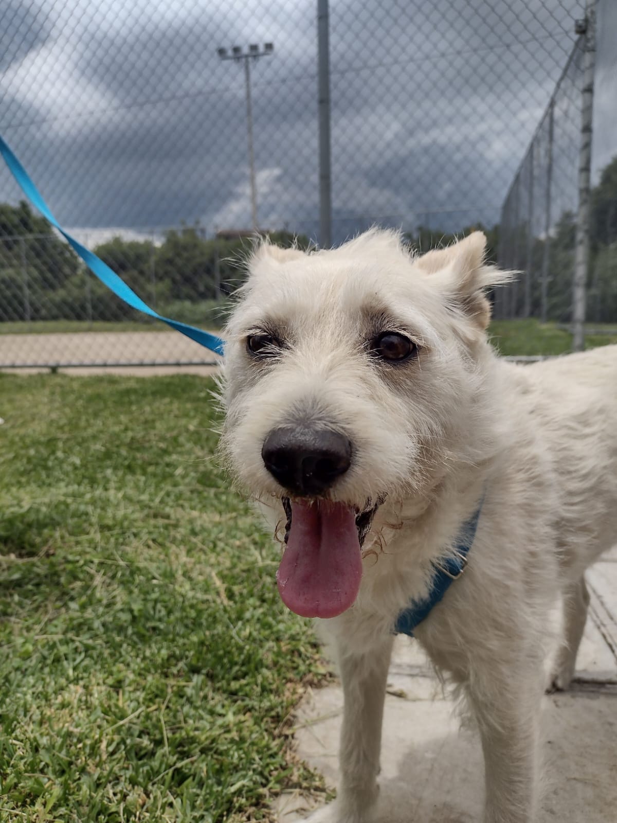 Wesley Dalpra - Almada - Pet Sitting
