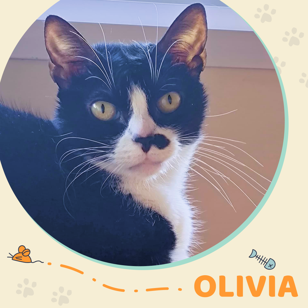 Amigos do Chewie Petsitting - Daniela - Sintra - Katzensitter