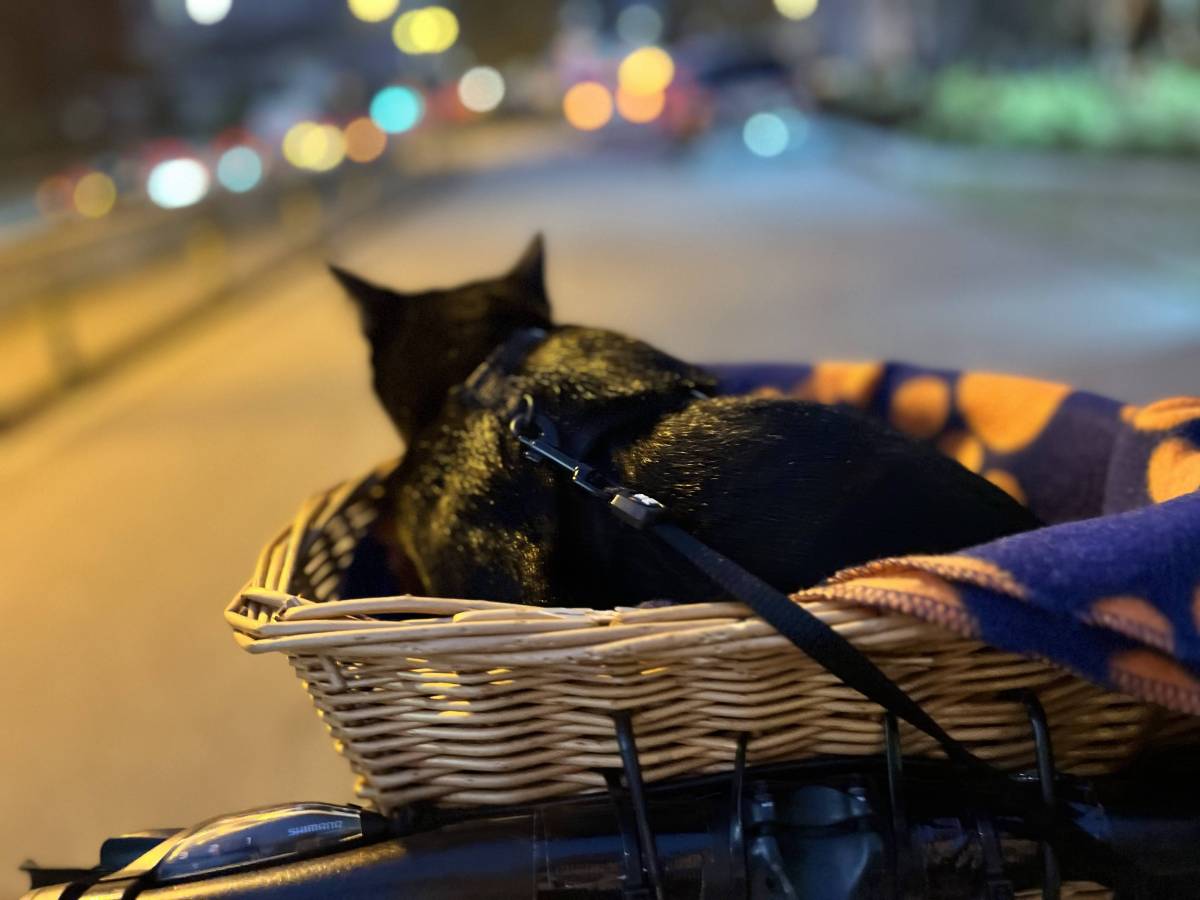 Guto Romano - Braga - Pet Sitting